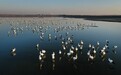 这个候鸟迁徙季,天津七里海等地观测到超过五千只东方白鹳