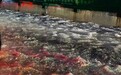 贵阳夜间突降冰雹,花溪大道路面“冰流成河”,当地气象局:落叶断枝堵塞雨水口所致,目前路面已恢复
