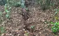 云南曲靖麒麟区回应“一村附近山体开裂”:正组织专家实地核查