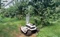 好品中国 地标齐鲁|一颗肥城桃的甜蜜旅程