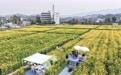 浙江建德:“以花为媒”释放“春日经济”消费新活力
