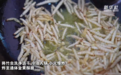 云南芒市:竹虫采食季 山味正当时