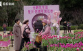 年宵花市火爆出圈 “花”式逛出新年味