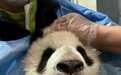 全球首例大熊猫下颌正畸治疗在成都完成