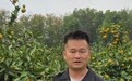 2元一斤还免费畅吃!武汉东西湖区这个果园2万斤蜜橘盼你来摘