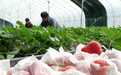 河北卢龙:特色果蔬种植促农增收