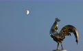 星空相册|本年度最小上弦月现身天宇