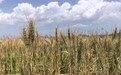 【深读·三农】糜谷飘香处 智慧种田时——兰州市榆中现代寒旱农业粮食产业示范基地发展的启示