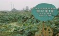 活力中国调研行丨洪湖莲藕:农科创新向淤泥要效益