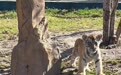 美丽中国行|东北虎也上“幼儿园”!保育员:养虎比养娃还难