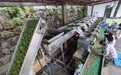 浙江诸暨:香榧之乡采摘忙 多渠道助农增收