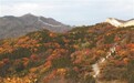 京郊彩叶渐入最佳观赏期