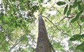 高51.5米!福建新“树王”诞生