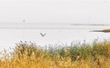 乌兰察布市构建起多方位、多层次、立体化野生动植物保护新格局
