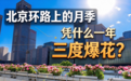 北京环路上的月季,凭什么一年三度爆花?