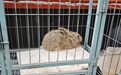 禁猎区使用照明灯、抄网多次非法狩猎野生草兔,陕西一男子被刑拘