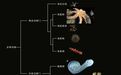 澄江生物群研究取得新进展 刷新步带动物共祖演化认知