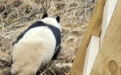 九寨沟地震后首次拍到野生大熊猫:体态健硕约2至3岁,在长海栈道悠闲“散步”