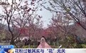 视频丨花粉过敏其实与“花”无关 它才是元凶→