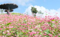 临沧凤庆:一株荞花开三产