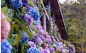 黄陂野村谷“花溪谷”迎客,游客享受花卉盛宴