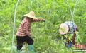 (乡村行·看振兴)广东葛藤村:香芋冬瓜成“致富果” 香飘海内外