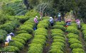 早春茶开采