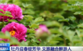 以花为“媒”促“美丽颜值”变为“经济产值” “赏花+”拓展多元文旅消费