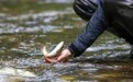 到2030年我国年均放流各类水生生物数量将稳定在200亿尾左右
