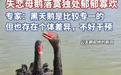 渣鹅出轨后续来了!与新欢秀恩爱近一年都没下蛋,工作人员怀疑两只鹅都是公的,动物专家上门鉴定性别,结果出来了