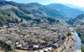 福建永泰:青梅绽放引客来