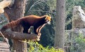 上海动物园两只小熊猫今日启程赴台北