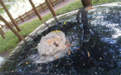 维修费过万!男子为泄愤直接从17楼丢垃圾:砸穿特斯拉天窗