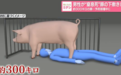 日本22岁男子独自给猪接种疫苗,后被发现遭300公斤猪压住,送医后不治身亡