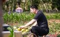 (乡村行·看振兴)山西襄垣:瓜果飘香振兴路 “甜蜜经济”促增收