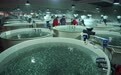 中国西北高原养殖的鱼虾端上世界餐桌