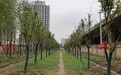 洪山城管精细化养护,今春义务植树点的树木全活了