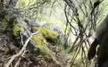 57岁男子进山捡菌子,遭熊袭击身亡