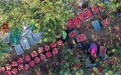 “沙坡头旱苹果”映红丰收景