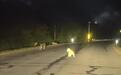 吉林一男子驾车遇母虎带4只幼崽在公路踱步,辖区林业公司:这是当地时隔3年半再次发现东北虎繁殖家庭