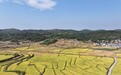 桂阳水稻喜迎丰收 特色种养赋能粮农双增收