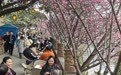 春来花重锦官城