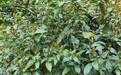 经济微观察丨油茶林下种“金草” 林农增收有新招