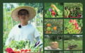 有机蔬菜怎么选?跳出证书与品相误区,从家庭实际需求做决策
