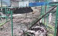 青海藏马熊咬死多只牦牛,牧民:基本上赶不走