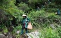 一程湖山路 载得茶香归(3)