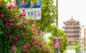 以花为媒,五一畅游武昌邂逅春日盛景