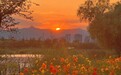 望西山、看日落、逛花海,这里承包了京西大半秋日浪漫