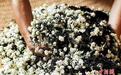 不种一朵茉莉花 福建柘荣何以“酿”成4.5亿元花茶产业