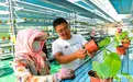 甘肃嘉峪关:立体育苗栽培忙